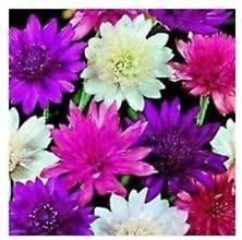 Mixed Xeranthemum Flower Seeds - 100 pcs for planting in your garden.