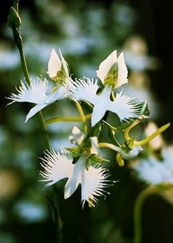 Heron Orchid Flower Seeds for Planting - 100 pcs