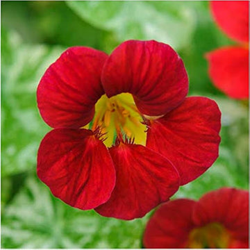 Red Hanging Nasturtium Seeds for Planting - Heirloom seeds for Home Garden, GMO Free