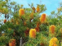 Banksia Plant Seeds Heirloom Non GMO Planting - 100 pcs