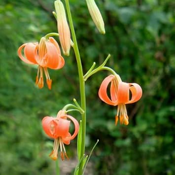 Organic Lilium Martagon Plant Seeds for Planting – Heirloom, Non-GMO