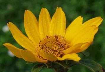 Yellow Heliopsis Flower Seeds for Planting, 100 pcs