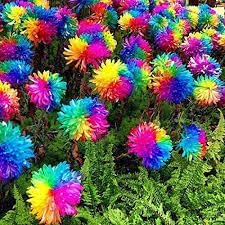 Crisantemos Flower Seeds for Planting – Organic, Heirloom, Non-GMO Chrysanthemum Seeds