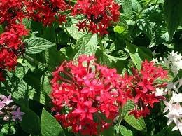 Pentas Lanceolata Flower Seeds – Heirloom Non-GMO Seeds for Pollinator-Friendly and Tropical Garden Planting