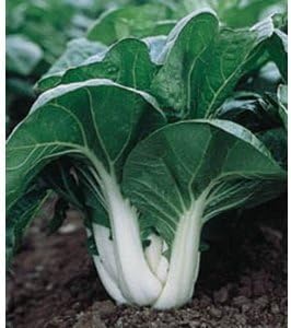Green Pak Choi Brassica rapa seeds for garden planting