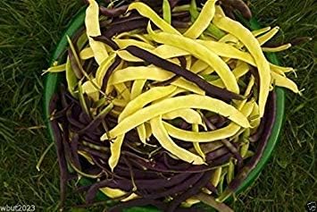 Yellow Black Bacau Vegetable Seeds for Planting heirloom & Non-GMO Seeds