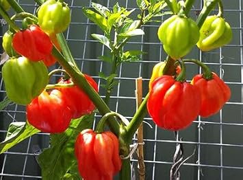 Breath Chili Capsicum annuum seeds for garden planting