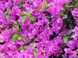 Bougainvillea Spectabilis Flower Seeds for Planting - Heirloom and Non-GMO Garden Seeds