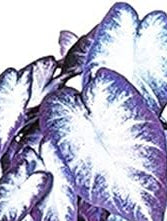 Caladium Mixed Colour Leaf Seeds for Planting NON GMO Seeds