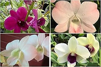 Multi-Colored Dendrobium Flower Seeds - 100 pcs for planting in your garden.