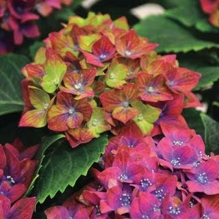 Green & Red Hydrangea Flower Seeds - 100 pcs for planting in your garden.