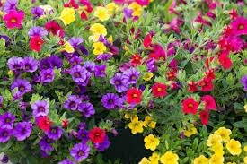 Calibrachoa Flower Seeds Heirloom Non GMO Planting - 100 pcs