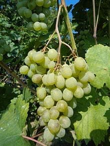 White Grape Muscat Vitis Vinifera Aromatic Fruit Seeds - Premium Quality for Backyard Gardens