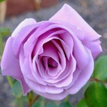 Rose Flower Seeds for Planting 100 pcs -Hierloom Flower Seeds - Flower for planting in home garden