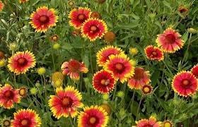 Blanket Flower Wildflower Seeds for Planting -NON GMO Seeds for planting in home garden