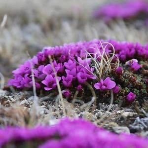 Purple Saxifraga Arendsii Flower Seeds for Planting, 100 pcs