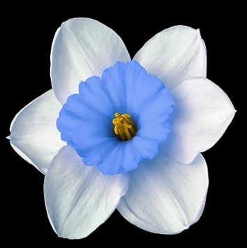 Blue White Daffodil Flower Seeds for Planting – Heirloom, Non-GMO, Vibrant Blooms
