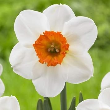 Daffodil Flower Seeds for Planting – Orange & White, Heirloom, Non-GMO Garden Seeds for planting in your garden.