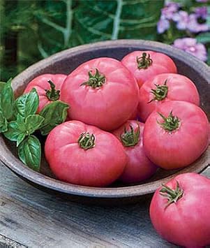 Pink Tomato Seeds for Planting - 100 Pcs pcs
