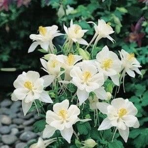 Heirloom White Aquilegia Flower Seeds for Planting – Non-GMO, Perennial Flower Seeds