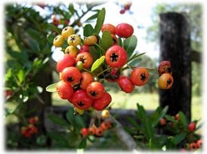 100 Pcspcs Red Firethorn Fruit Seeds - Hardy and Vibrant for Your Garden 100 Pcs pcs