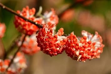 Red Edgeworthia Flower Seeds for Planting - 100 Pcs pcs