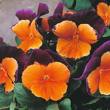 Orange Violet Pansy Flower Seeds for Planting - Non GMO seeds