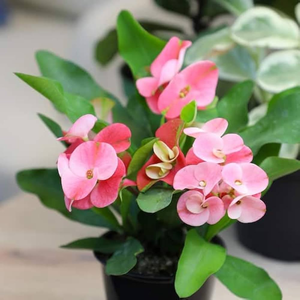 Heirloom Light Pink Euphorbia Milii Flower Seeds for Planting, Non-GMO seeds for planting in home garden