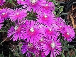 Heirloom Non-GMO Fuchsia Cooperi Flower Seeds for Planting ƒ?? Fresh Vibrant Garden Blooms