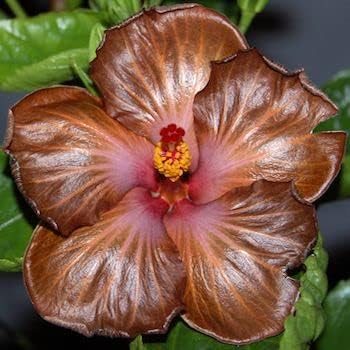 Hibiscus (Hibiscus scientific name) for planting in garden