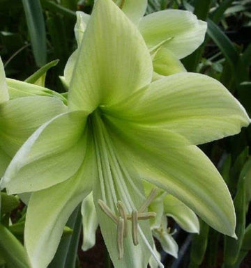 Light Green Hippeastrum Rutilum Flower Seeds ƒ?? Heirloom Non-GMO Amaryllis Blooms for Exotic Gardens