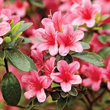 Azalea Pink Flower Seeds – Heirloom Non-GMO Flower Seeds for Planting