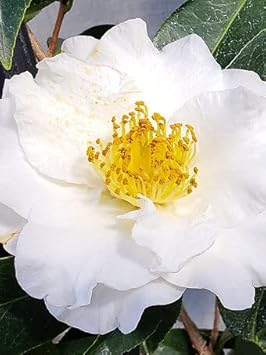 Yellow White Camellia Flower Seeds – Heirloom, Non-GMO, for Garden Planting
