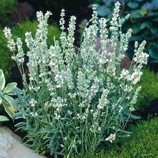 White Lavender Seeds Scientific Name Placeholder for planting in home garden