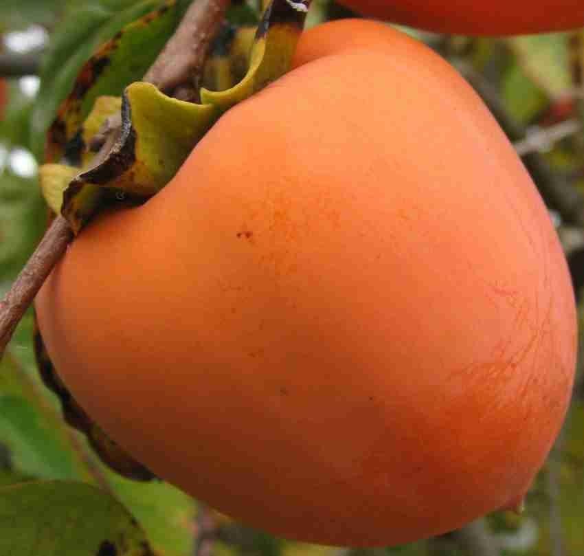 Orange persimmon fruit seeds for home garden