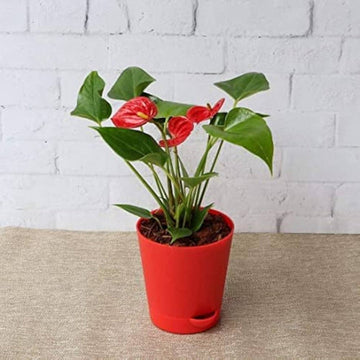 Heirloom Anthurium Flower Seeds – Exotic Houseplant