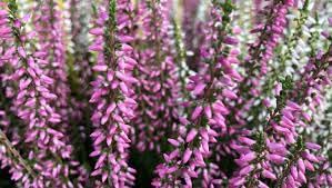 Heather Flower Planting Seeds 100 Pcs pcs