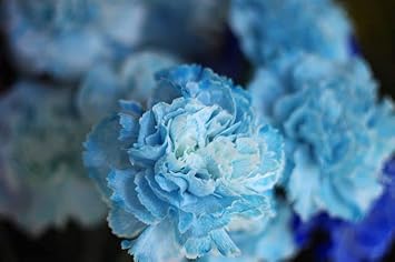 Sky Blue Carnation Flower Seeds - 100 pcs for planting in your garden.