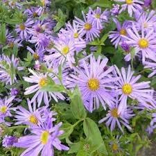 Dutch Chrysanthemum Seeds for Planting - NON GMO Seeds