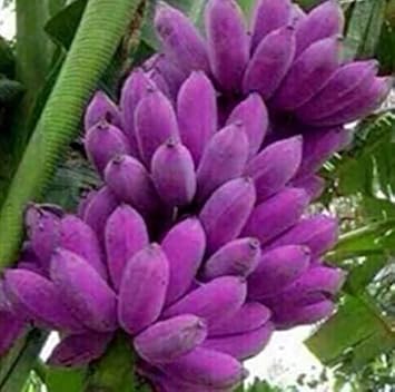 Green Dorstenia Foetida Plant Seeds - Unique and Exotic Plant for Your Yard 100 Pcs pcs