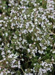 Heirloom Thymus Fragrantissimus Seeds, Non-GMO, Aromatic Herb for Garden Borders