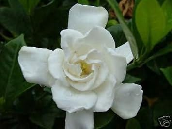 White Jasmine Flower Seeds for Planting, NON GMO Seeds