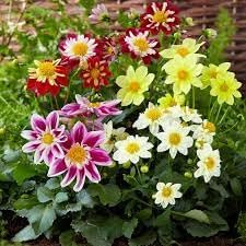 Dahlia Flower Seeds Heirloom Non GMO Planting - 100 pcs