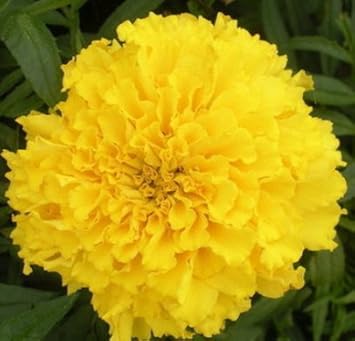 Yellow Caryophyllus Flower Seeds for Planting - NON GMO Seeds