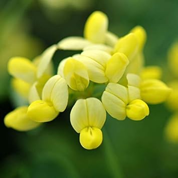 Yellow Coronilla Seeds for Planting - 100 Pcs pcs