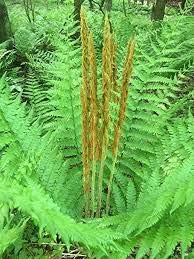 Cinnamon Fern Spores Plant Seeds for Planting heirloom & Non-GMO Seeds