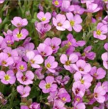 Soft Pink Rock Cress Flower Seeds