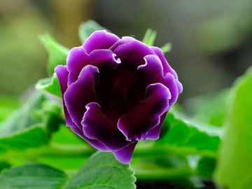 Gloxinia Flower Seeds Pink Purple for Planting - NON GMO Seeds