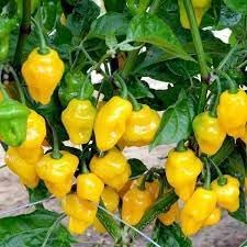 Habanero Seeds for Planting, 100 Pcs pcs