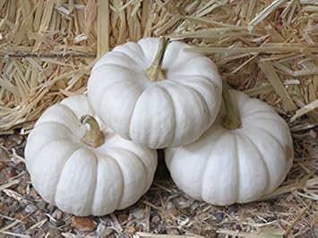 White Pumpkin Seeds for Planting - Unique Vegetable heirloom & Non GMO Seeds